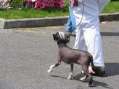 Syingcrest I've Got Swagger Chinese Crested