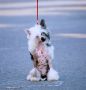 Irgen Gold Graf Orloff Chinese Crested