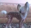 Iarlin Chinese Crested