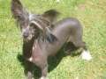 Mohawk Raise Your Glass Chinese Crested