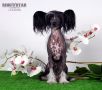 Rus Crimson Empaer Van Dyck Chinese Crested