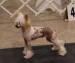 Crestyle French Kiss HL Chinese Crested