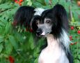 True Magnifisen Conception of Success Chinese Crested