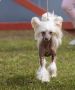 Anna Sky Kennel Corazon de Leon Chinese Crested
