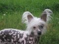 Xitti Chinese Crested