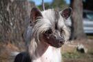 Kaylen's Favorite Fairy Tale Chinese Crested