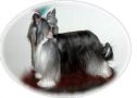 Shomars Ice Angel Chinese Crested