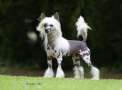 Eashik Arturo Regio Chinese Crested