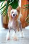 Famrus Suavemente Besame Chinese Crested