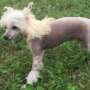 Cosmic's Fancy Asset Chinese Crested
