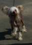  Artic Tundras Cool Water     Chinese Crested