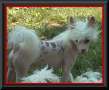 Skydancer's All That Jazz Chinese Crested