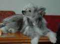 Heartbeat von Shinbashi Chinese Crested