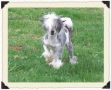 Kelly's Bare Essense  Chinese Crested