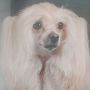 Ginger Aika Little Champs Chinese Crested