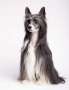 JUDIT Super Ciapki Chinese Crested