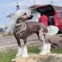 Nv's Moonlight Elf at Majime Chinese Crested