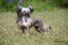 Joyway's Send Me An Angel to Bryelis JW Chinese Crested