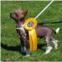 Cat's China Dogs Mister Xandres Chinese Crested