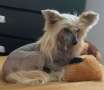 Ch. Flori Foxy z Jaromerskeho panstvi Chinese Crested