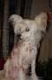 Groli's Funny Ferrary Chinese Crested