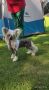 Balis Summer Cherry Chinese Crested