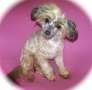 RCrested RainDrops are Falling Chinese Crested