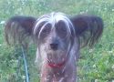 Jaklin Chinese Crested