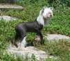 Spiritgaea's Odin High God of Asgard Chinese Crested