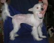 Golden Ledy s Tushinskogo Doma Chinese Crested