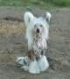 Mano Ponis Bagyra Chinese Crested