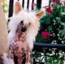 Glamour Girl Von Shinbashi Chinese Crested