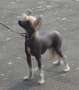 Laureola's Daylight Chinese Crested