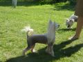 Doucai Devine Intervention Chinese Crested
