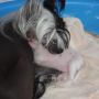 Hi-Life's Tinkerbell Chinese Crested