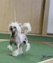 Hot Boy von Shinbashi Chinese Crested