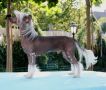 Forever Young Avokaduh Chinese Crested