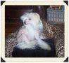 Kelly's Bare Tinky Poke-A-Dotz Chinese Crested