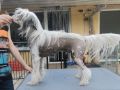 Volcancrest Emperar of China Chinese Crested