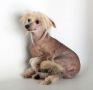 Blue Swade Slippers Chinese Crested