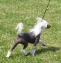 Doucai's Hard To Get Chinese Crested