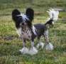 Famrus Sugary Flowers Chinese Crested