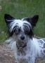 Serenitys Little Miss Angel Chinese Crested