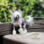 Hot Boy von Shinbashi Chinese Crested