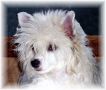 Oriental Jokes Union T Puff Chinese Crested