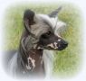 Ch. Martini gin Little Champs Chinese Crested