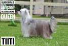 Black-diva's Awesome Blackdiamond Queen Chinese Crested