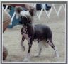 Marquis Hi On Life Hl Chinese Crested