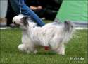 Mooncrest Caramia Love Chinese Crested