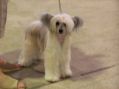 Ch Annamac Miss Myrtle JW Chinese Crested
